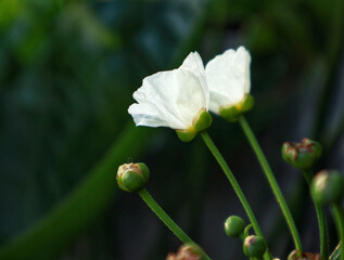 flower in the garden