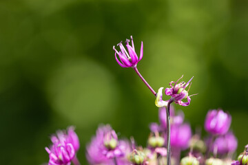 Close-up of blossoms of velvet allium lusitanicum with a blurred green background