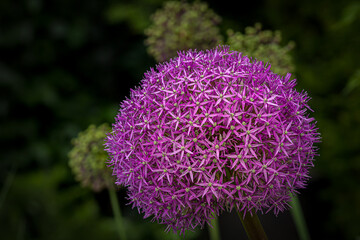 Close-up of an umbel of a garden leek (allium)with many pink blossoms in full bloom - obrazy, fototapety, plakaty