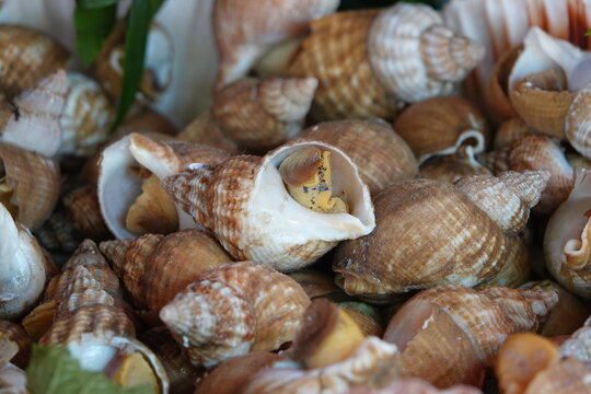 Un tas de bulots cuits au restaurant
