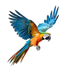 Foto op Plexiglas parrot bird animal © TA