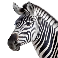  zebra animal © TA