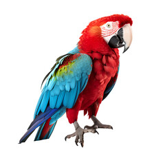 Naklejka premium parrot bird animal