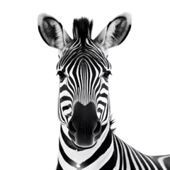 Papier Peint photo Zèbre zebra animal