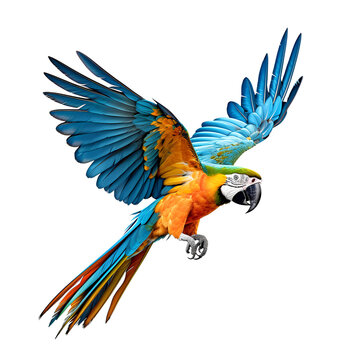 parrot bird animal