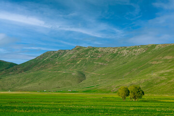 Obraz premium Group of Trees in the Wide Green Field with Majestic Green Mountains in the Background