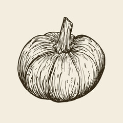 Pumpkin sketch drawn, doodle style outline. Vector illustration. Vegetable isolated.
