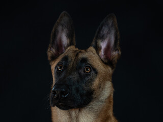 Malinois portrait