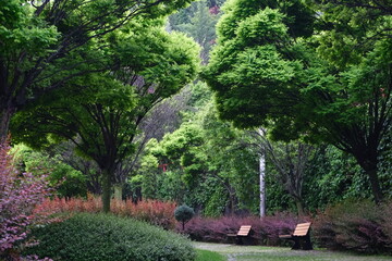 Street bench and trees at the park