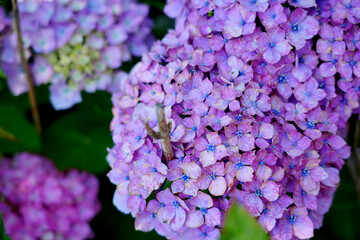 あじさい Hydrangeas