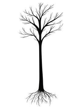 Silhouettes of Tree with Roots isolated on white background. Illustration on transparent background.