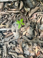 background of leaves