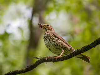 Fieldfare thrush sitting on a branch with prey in its beak. Close-up