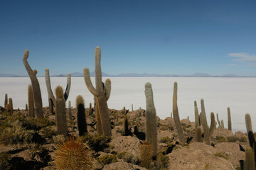 Des cactus au Salar d'Uyuni, Bolivie 