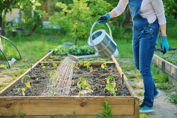 Woman watering vegetable garden with wooden beds with young vegetables