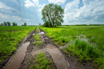 Fototapeta na wymiar Water after rain on dirt road and green meadow