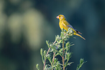 bird on a flower