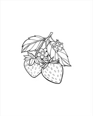 Two strawberry outline illustration vector