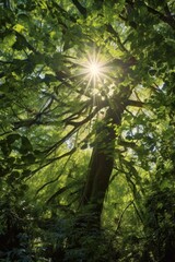 Obraz premium sunlight streaming through dense tree canopy, created with generative ai