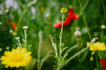 Einsamer Marienk&auml;fer auf Knospe