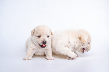Cute newborn of puppy dog isolated on white background, Group of small puppy white dog