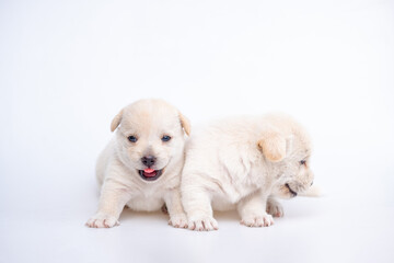 Cute newborn of puppy dog isolated on white background, Group of small puppy white dog