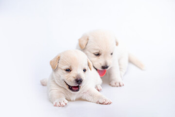 Obraz premium Cute newborn of puppy dog isolated on white background, Group of small puppy white dog