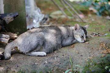 Young gray cat sleeping  in the garden