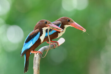 Pair of White-throated Kingfisher