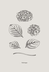 Vintage drawing of hydrangea in graphic style. Vector