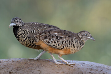Pair of Barred Buttonquail