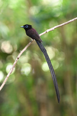 Japanese Paradise-flycatcher