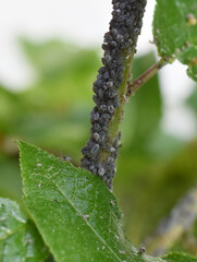 Closeup on bird cherry tree leaves heavily infected by aphids
