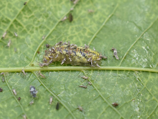 Larva of syrphus hover fly feeding on aphids on bird cherry tree