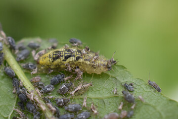 Larva of syrphus hover fly feeding on aphids on bird cherry tree