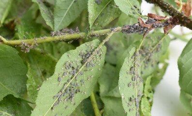 Closeup on bird cherry tree leaves heavily infected by aphids