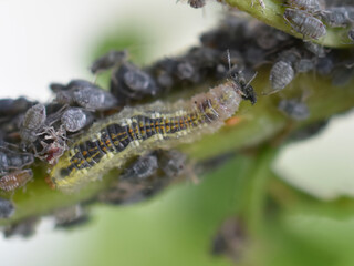 Larva of syrphus hover fly feeding on aphids on bird cherry tree