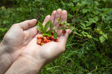 a girl holds in her hands a harvest of strawberries with a green bush against the background of blurred grass