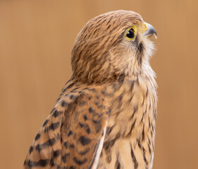 Falcon kestrel. Female bird of prey. Animal