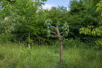 Grafting a fruit tree in spring, summer. Grafted apple tree in full growth against the background of trees and the sky