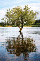 Tree in the Water