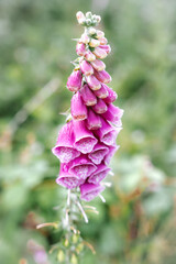 Foxglove