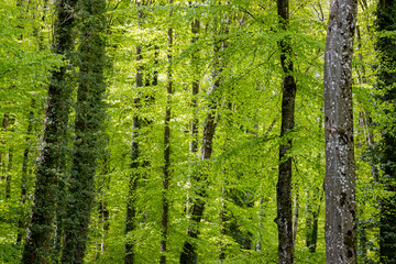 Bright green leaves in a forest