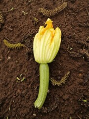 Zucchina con fiore Agricoltura biologica alimentazione vegetariana vegana