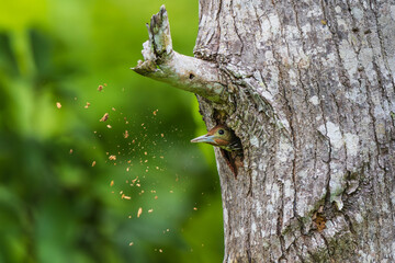 Greater Yellownape, Woodpecker is digging a tree to build a nest.