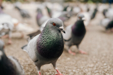 Close up photo of pigeons eating on road in city.