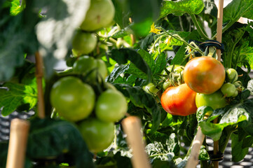 Medium sized red and green tomatoes growing and an urban balcony garden
