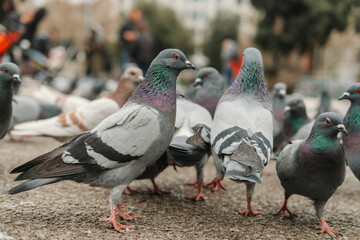 Close up photo of pigeons eating on road in city.