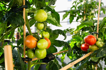 Medium sized red and green tomatoes growing on an urban balcony garden