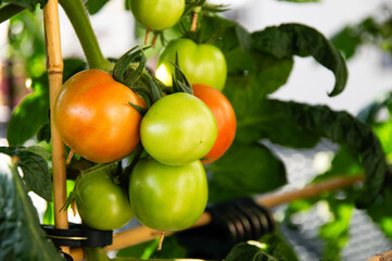Medium sized red and green tomatoes growing on an urban balcony garden